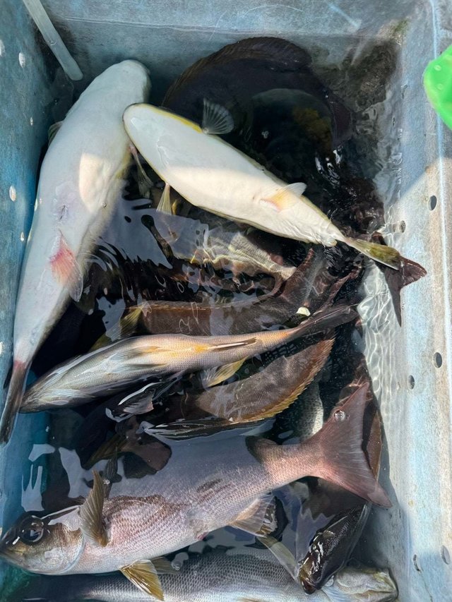 イサキ・フグ(ショウサイフグ)