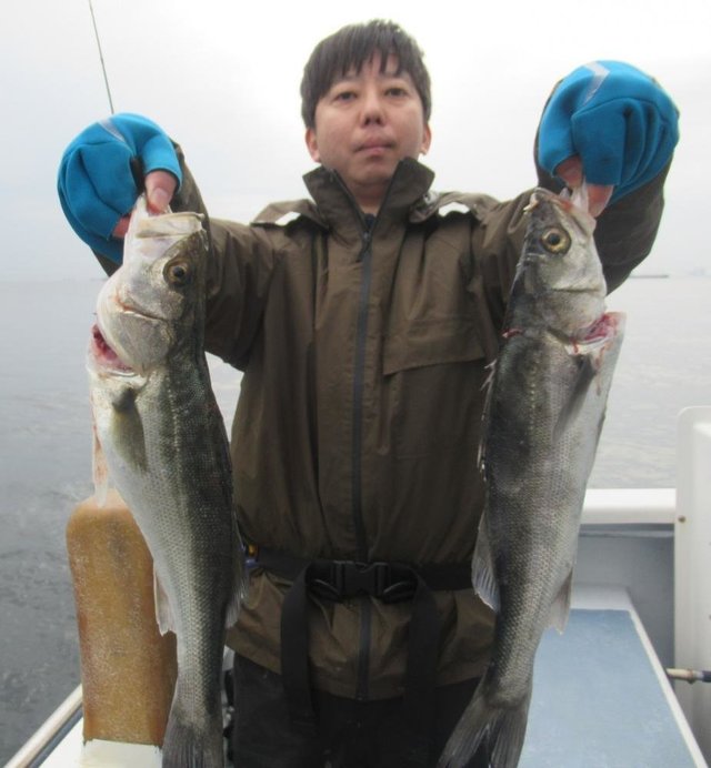 シーバス(スズキ)