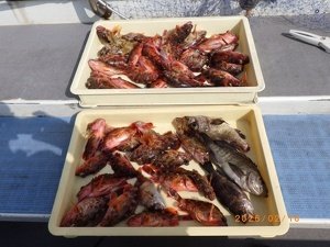 カサゴ・メバル