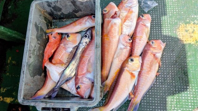 アマダイ(アカアマダイ)