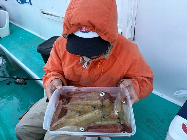 マルイカ(ケンサキイカ)