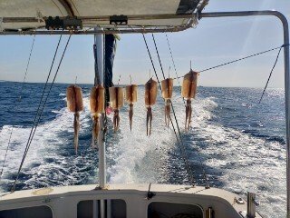 ヤリイカ・スルメ(スルメイカ)