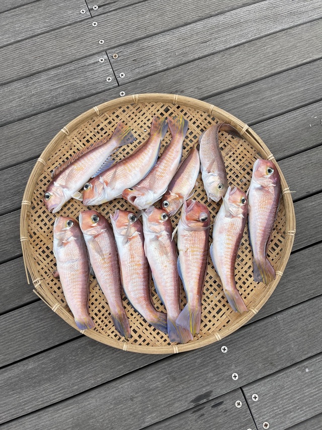 アマダイ(アカアマダイ)