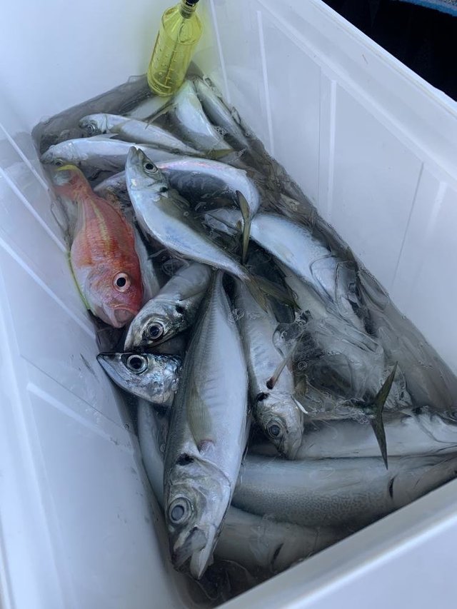 アジ(マアジ)・イトヨリ(イトヨリダイ)・サバ(ゴマサバ)