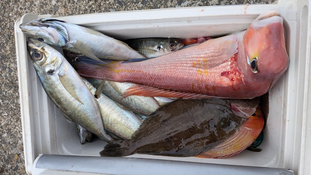 アジ(マアジ)・アカアマダイ・ムシガレイ