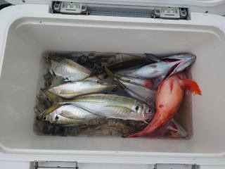 アジ(マアジ)・カサゴ