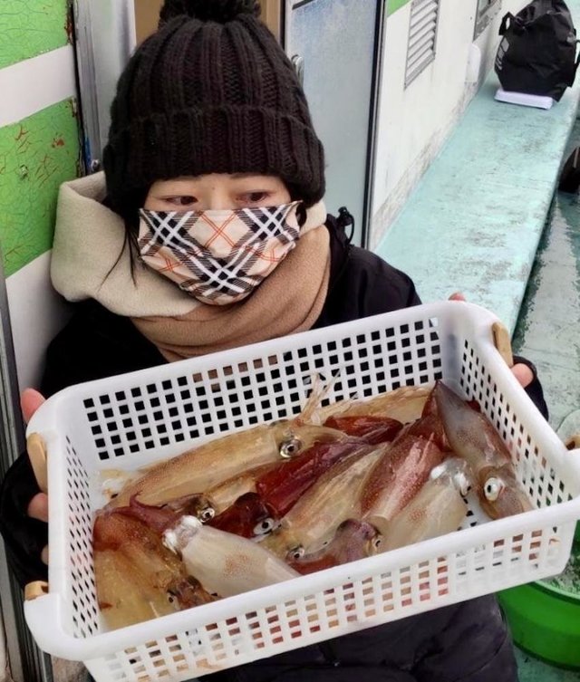 マルイカ(ケンサキイカ)