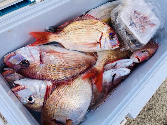 ハナダイ(チダイ)