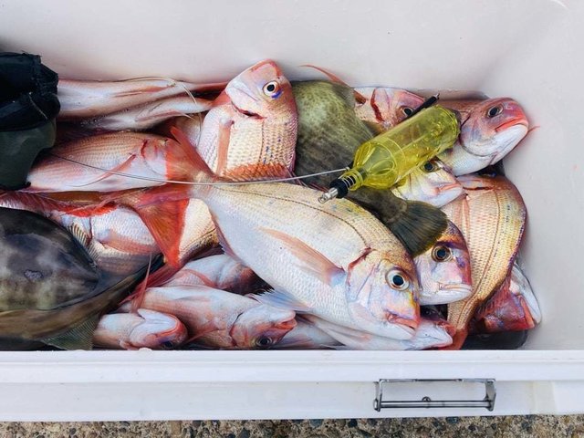 ハナダイ(チダイ)・ウマヅラ(ウマヅラハギ)