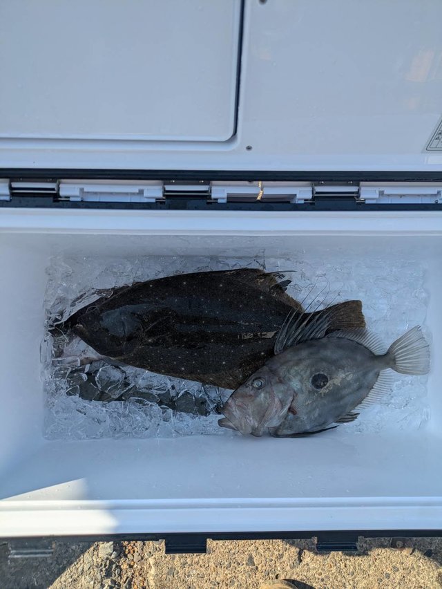 ヒラメ・マトウダイ