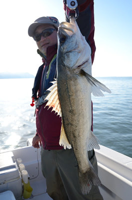 シーバス(スズキ)