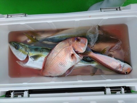 マダイ・イナダ(ブリ)・アマダイ(アカアマダイ)