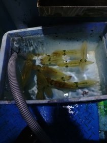 マルイカ(ケンサキイカ)