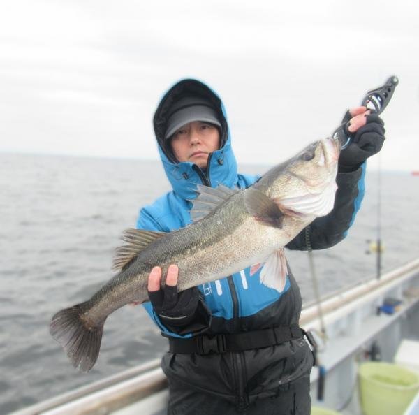 シーバス(スズキ)