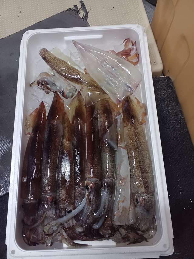 ヤリイカ・スルメイカ