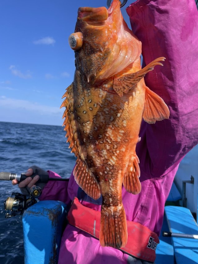 ウッカリカサゴ