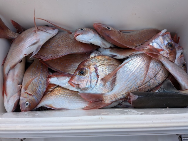 ハナダイ(チダイ)