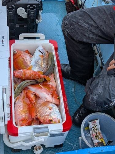 レンコ(キダイ)・アカイサキ・イサキ