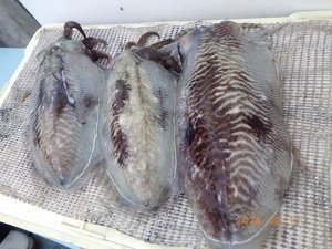 コウイカ