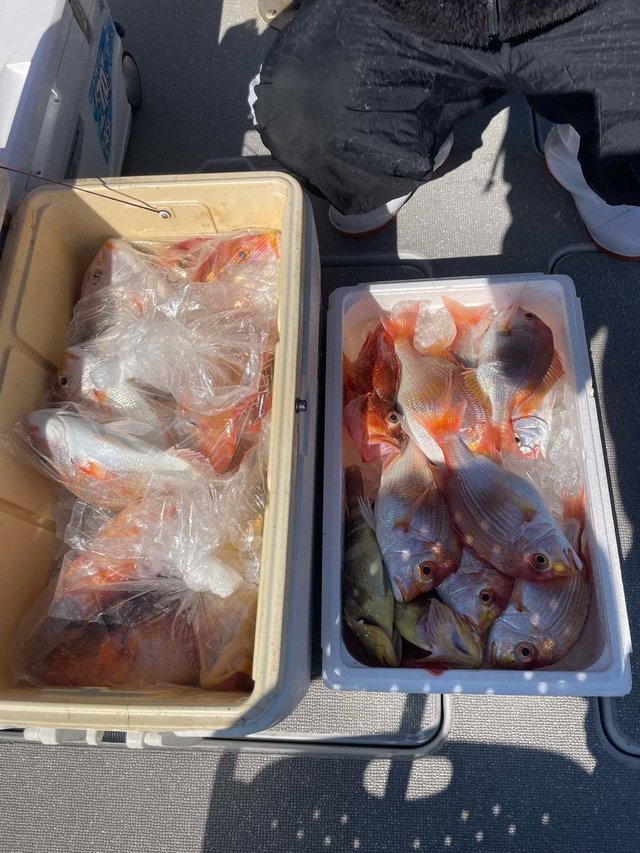 レンコ(キダイ)・アオナ(アオハタ)