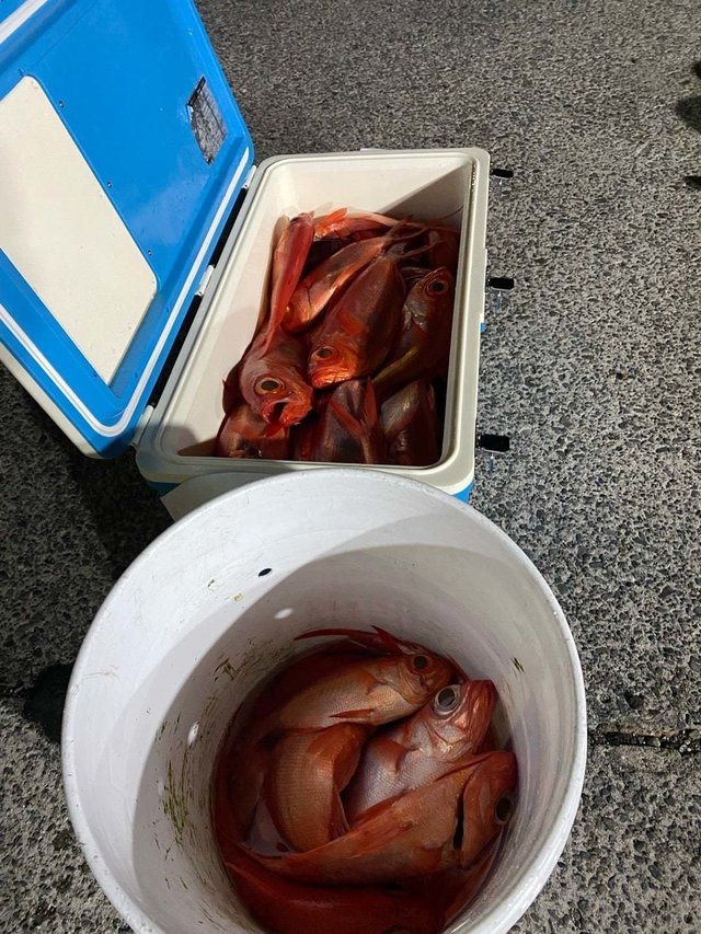 キンメ(キンメダイ)