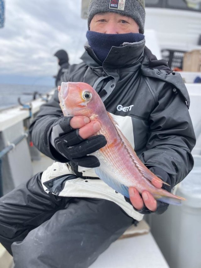 アマダイ(アカアマダイ)