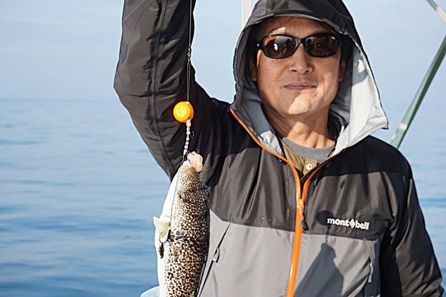 ショウサイフグ