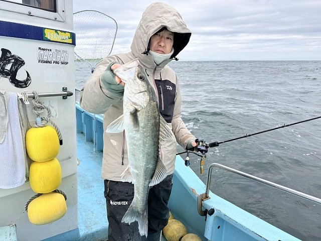 シーバス(スズキ)