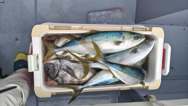 クロダイ・イナダ(ブリ)