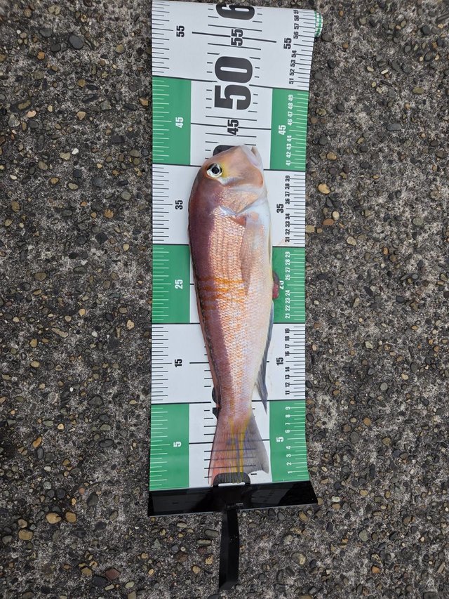 アマダイ(アカアマダイ)