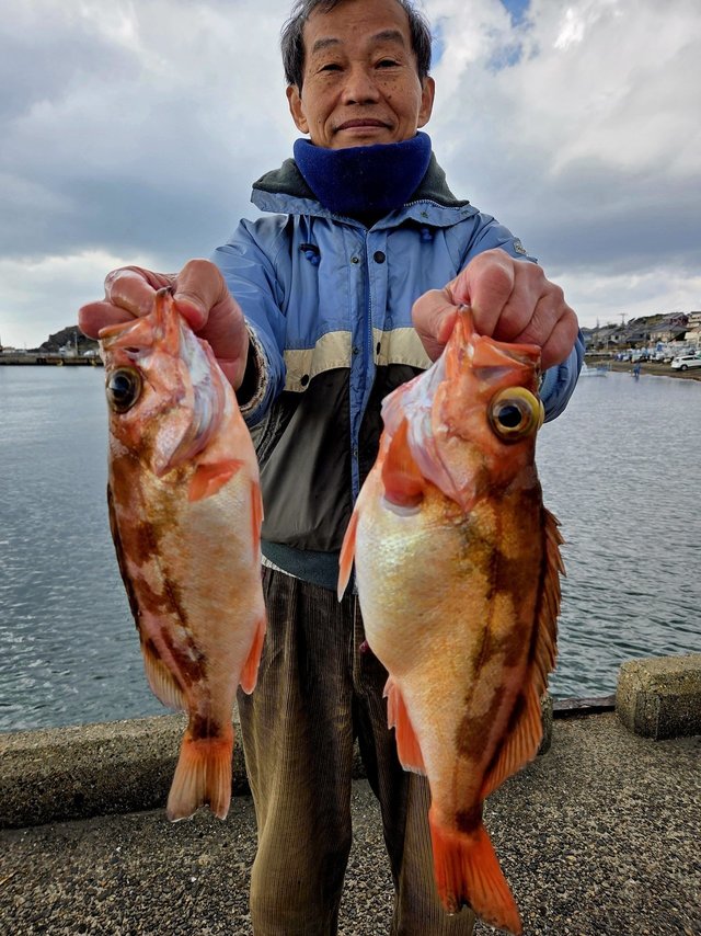 オキメバル(ウスメバル)