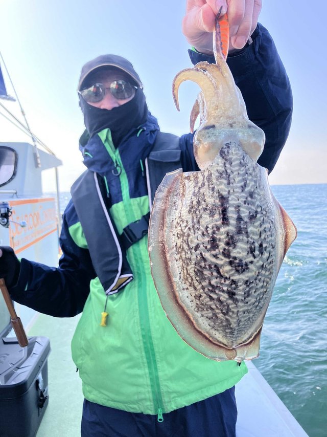 スミイカ(コウイカ)