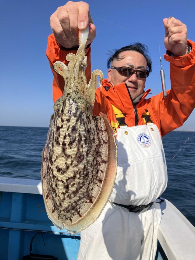 スミイカ(コウイカ)