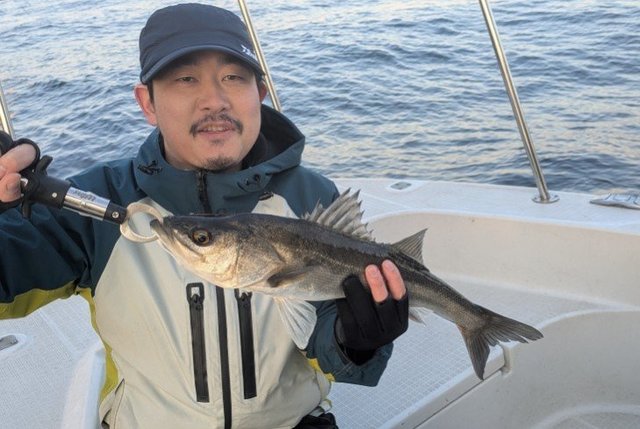 シーバス(スズキ)