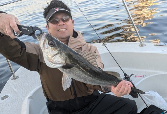 シーバス(スズキ)