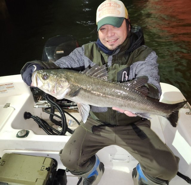 シーバス(スズキ)