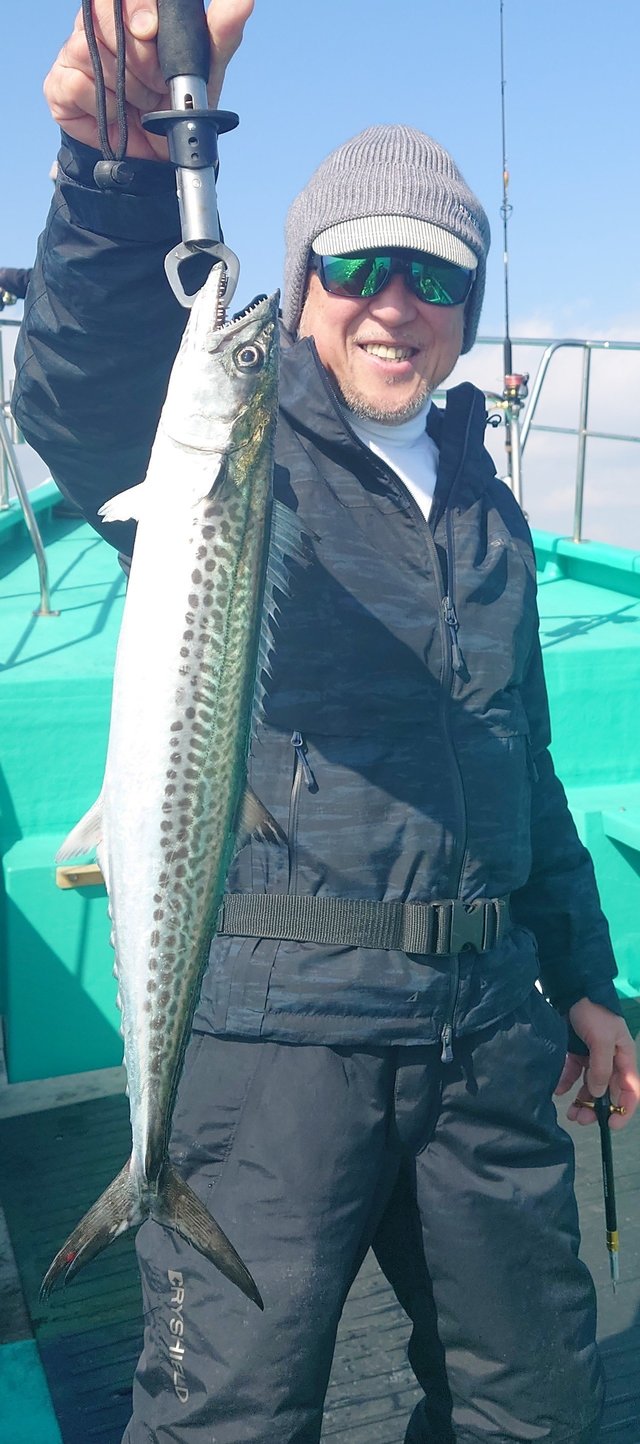 サゴシ(サワラ)