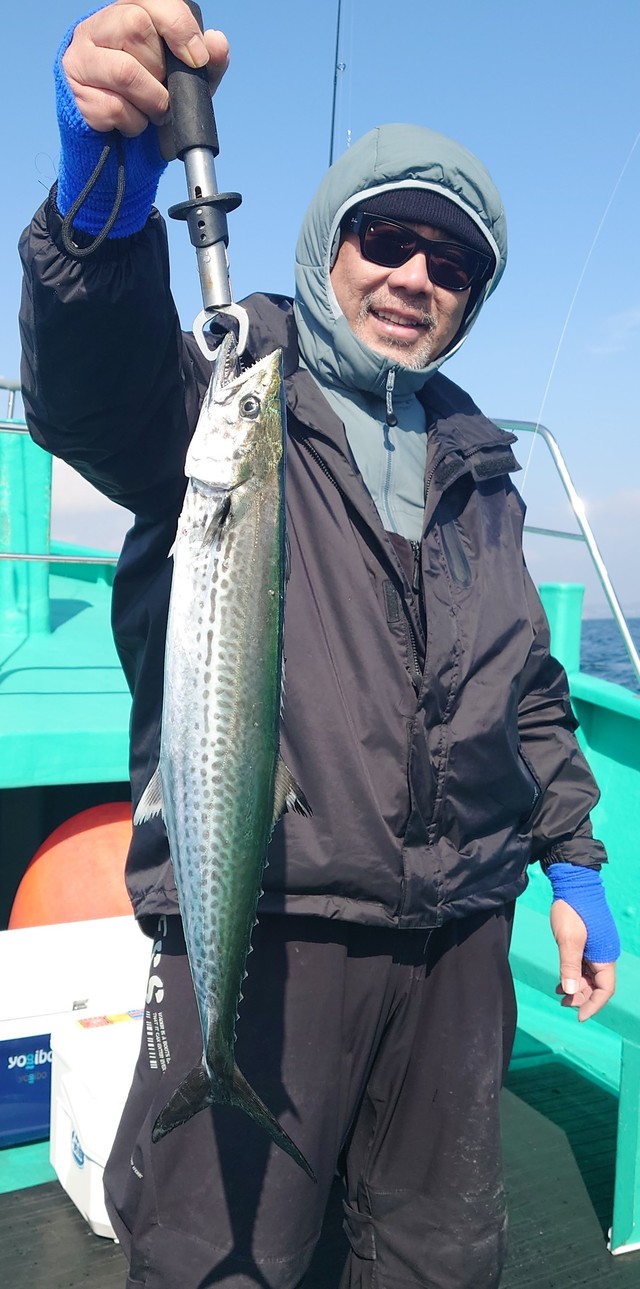 サゴシ(サワラ)