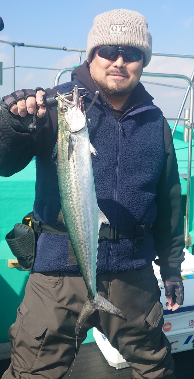 サゴシ(サワラ)