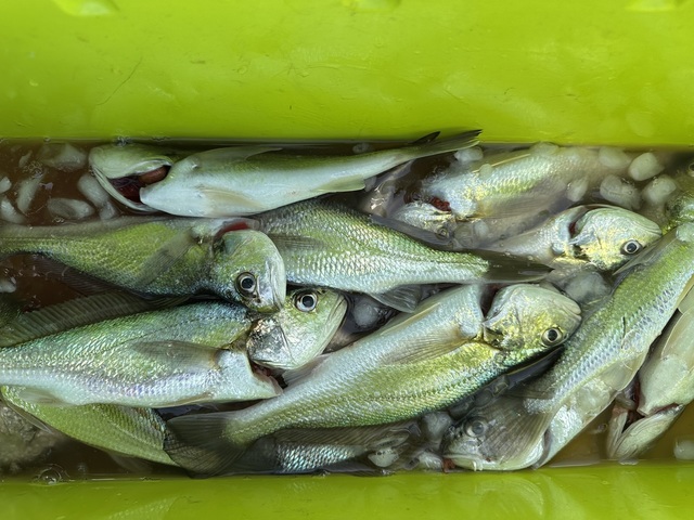 イシモチ(シログチ)