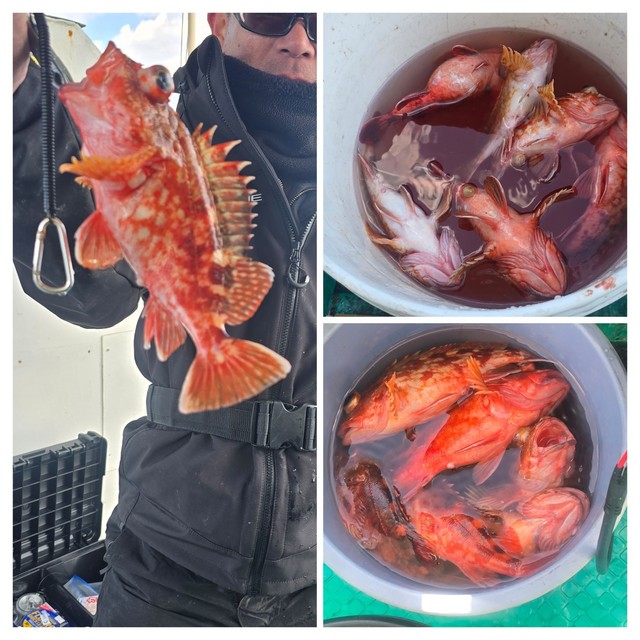 ガシラ(カサゴ)