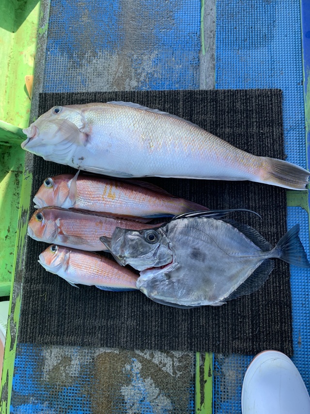 アマダイ(アカアマダイ)