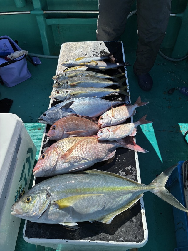 マダイ・マアジ・シマアジ・ヤイトガツオ(スマ)