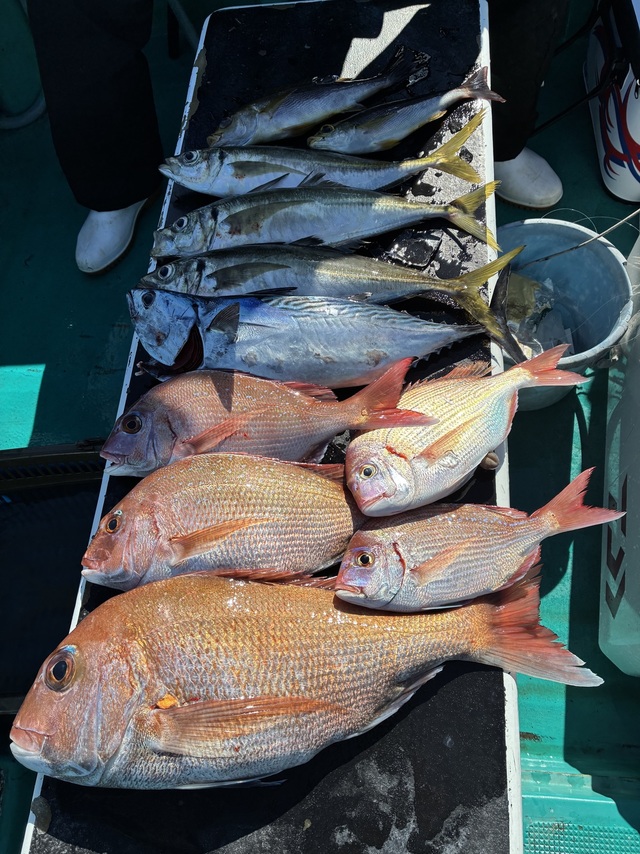 マダイ・マアジ・ヤイトガツオ(スマ)