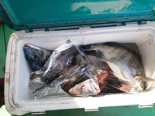 マダイ・クロダイ