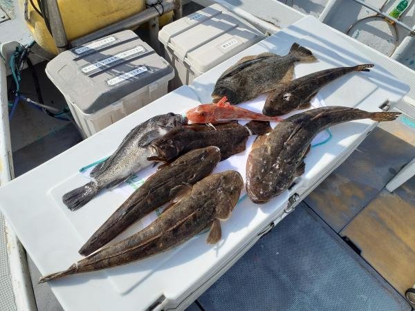 クロソイ・ホウボウ・マゴチ・ヒラメ