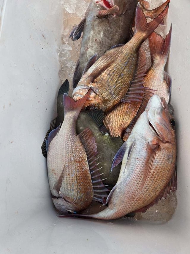 マダイ・ウマヅラハギ・ハタ(マハタ)