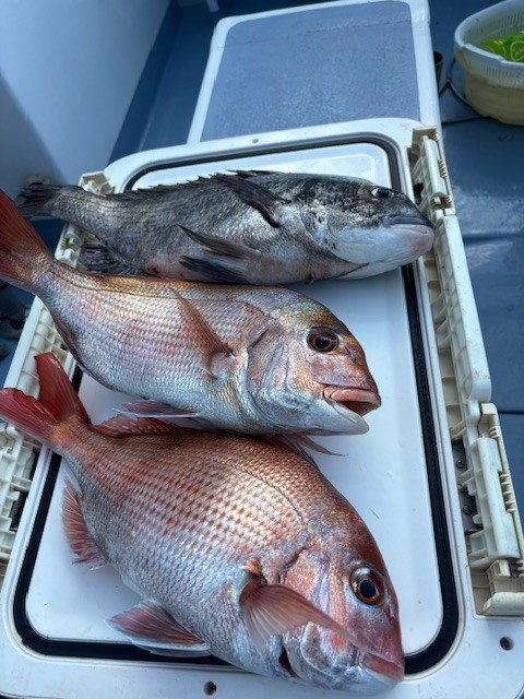 マダイ・クロダイ