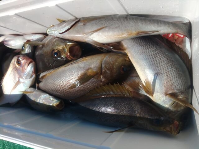 マダイ・イサキ