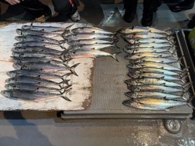 サゴシ(サワラ)・ヤナギ(サワラ)